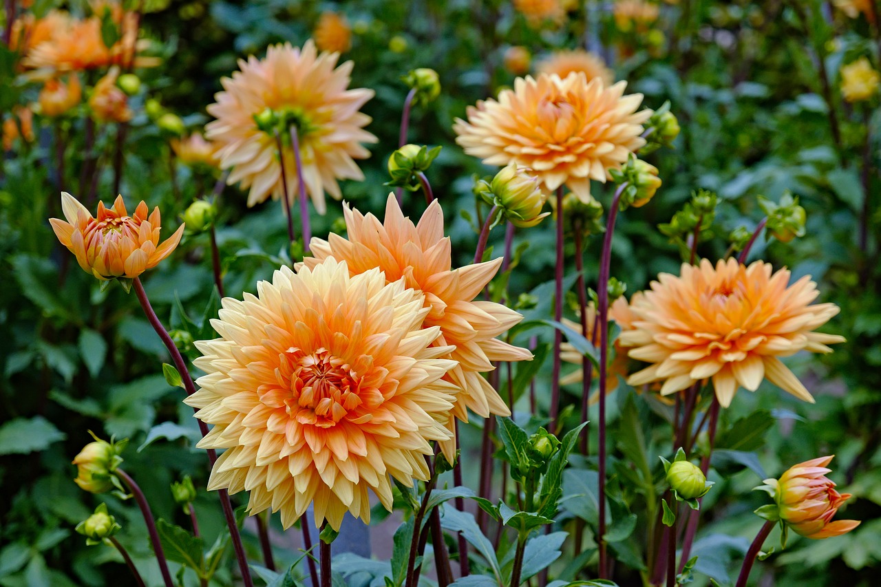 Jurginų,  Gėlė,  Žiedas,  Žydi,  Augalų,  Bud,  Jurginų Pumpuras,  Vasaros Pabaigoje,  Dahlia,  Oranžinis