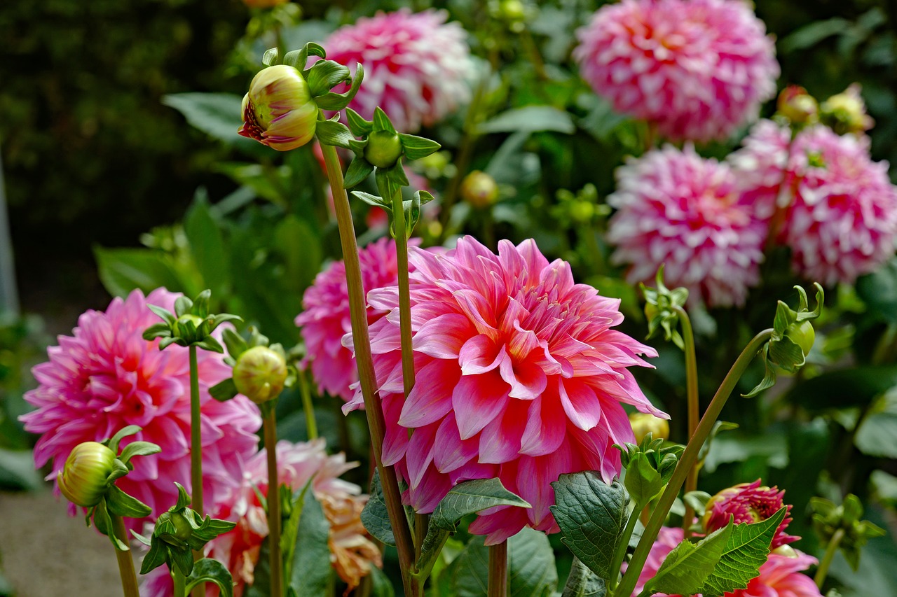 Jurginų,  Gėlė,  Žiedas,  Žydi,  Augalų,  Bud,  Jurginų Pumpuras,  Vasaros Pabaigoje,  Dahlia,  Rožinis