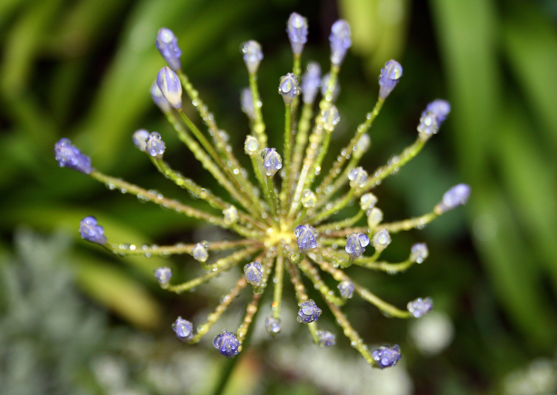 Gėlė,  Pumpurai,  Mėlynas,  Stiebai,  Agapanthus,  Lašai,  Lietus,  Vanduo,  Skanus Lašai Ant Pumpurų, Nemokamos Nuotraukos