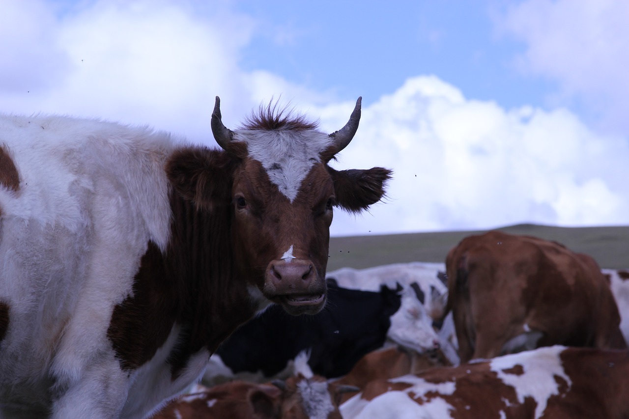 Pieninė Karvė, Vidinė Mongolija, Prairie, Geltonieji Galvijai, Nemokamos Nuotraukos,  Nemokama Licenzija