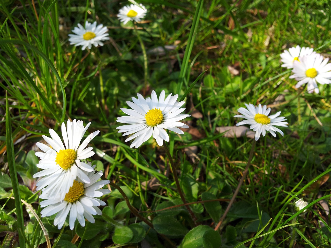 Rozės, Daisy, Maža Gėlė, Laukinė Gėlė, Laukinės Sodo Augalas, Balta Geltona, Flora, Aštraus Gėlė, Nemokamos Nuotraukos,  Nemokama Licenzija