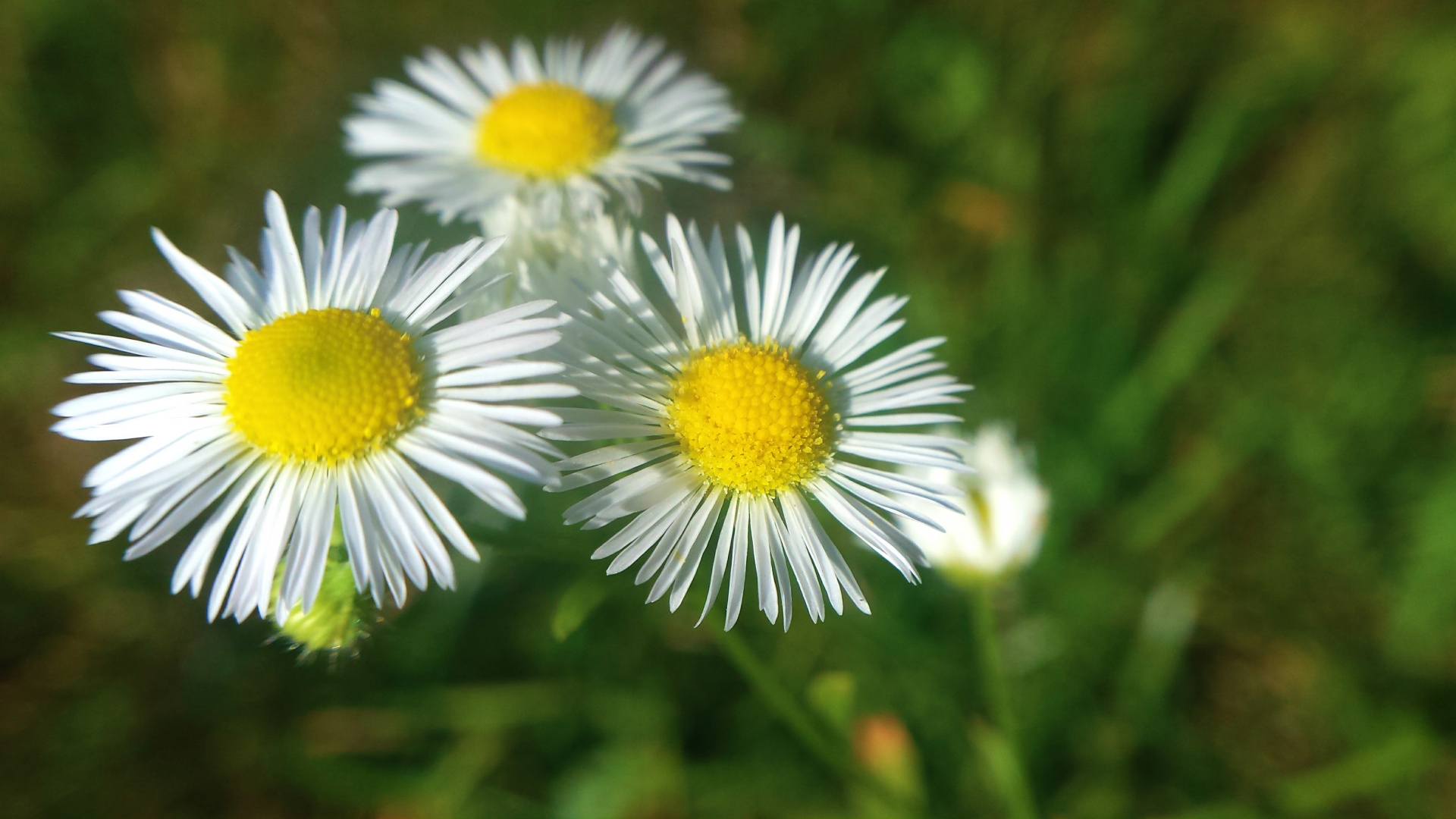 Daisy,  Rozės,  Gamta,  Gėlė,  Gėlės,  Iš Arti,  Makro,  Ramunės, Nemokamos Nuotraukos,  Nemokama Licenzija