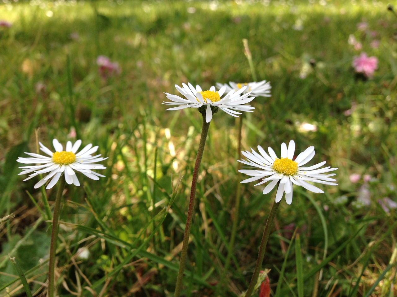 Rozės, Gėlė, Pavasaris, Sodas, Gamta, Daisy, Žolė, Žalias, Laukinės Gėlės, Nemokamos Nuotraukos