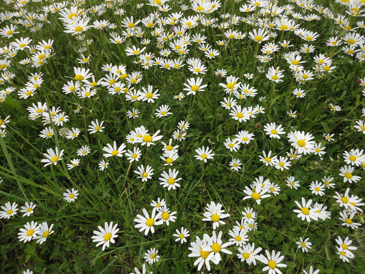 Rozės, Balta Gėlė, Laukinė Gėlė, Gamta, Uždaryti, Pievos Margeritas, Leucanthemum, Augalas, Laukinės Vasaros Spalvos, Balta