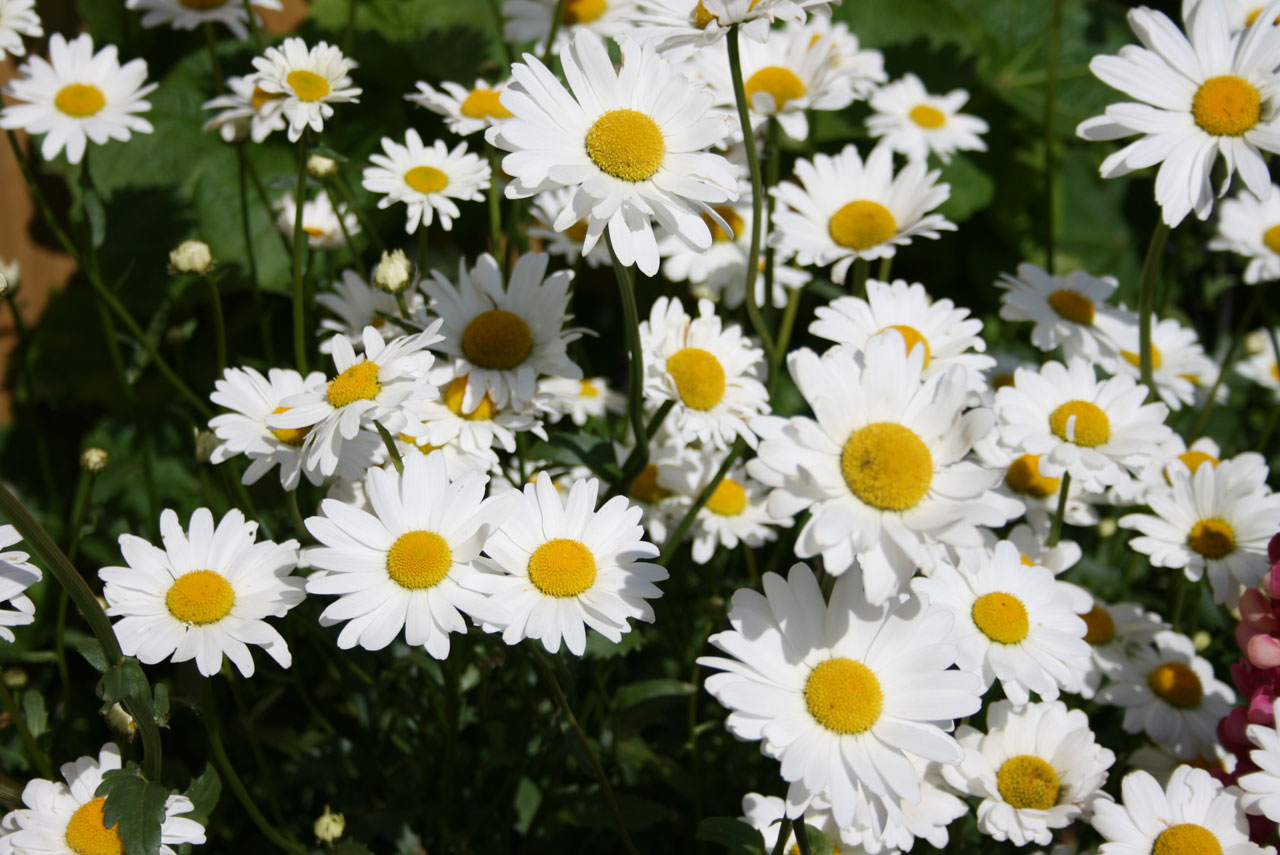 Daisy,  Rozės,  Gėlės,  Patrauklus,  Sodas,  Augalai,  Balta,  Geltona,  Auga,  Rodyti