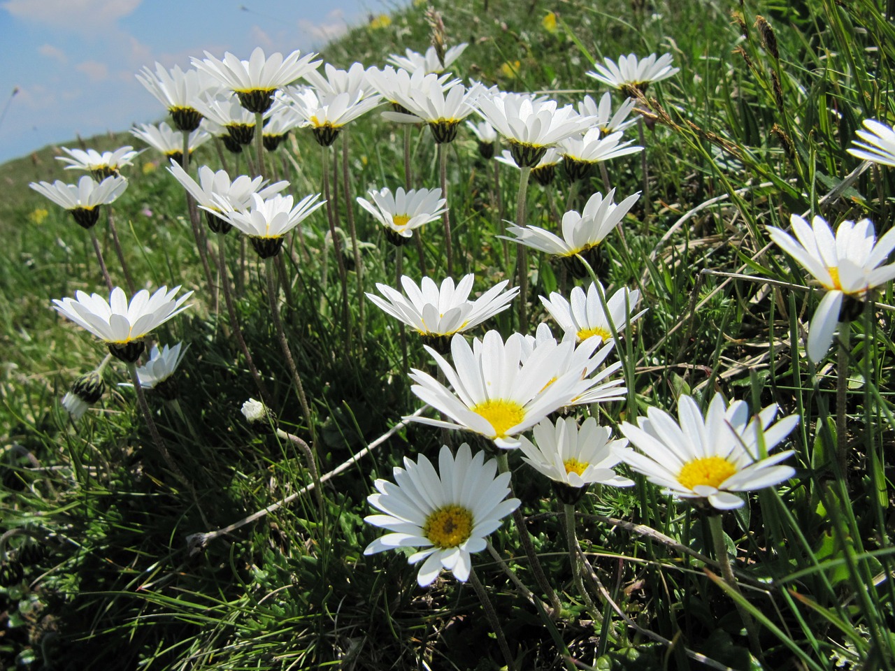 Rozės, Gėlių Pieva, Gėlės, Laukinės Gėlės, Flora, Žolė, Augalas, Gamta, Gėlė, Nemokamos Nuotraukos