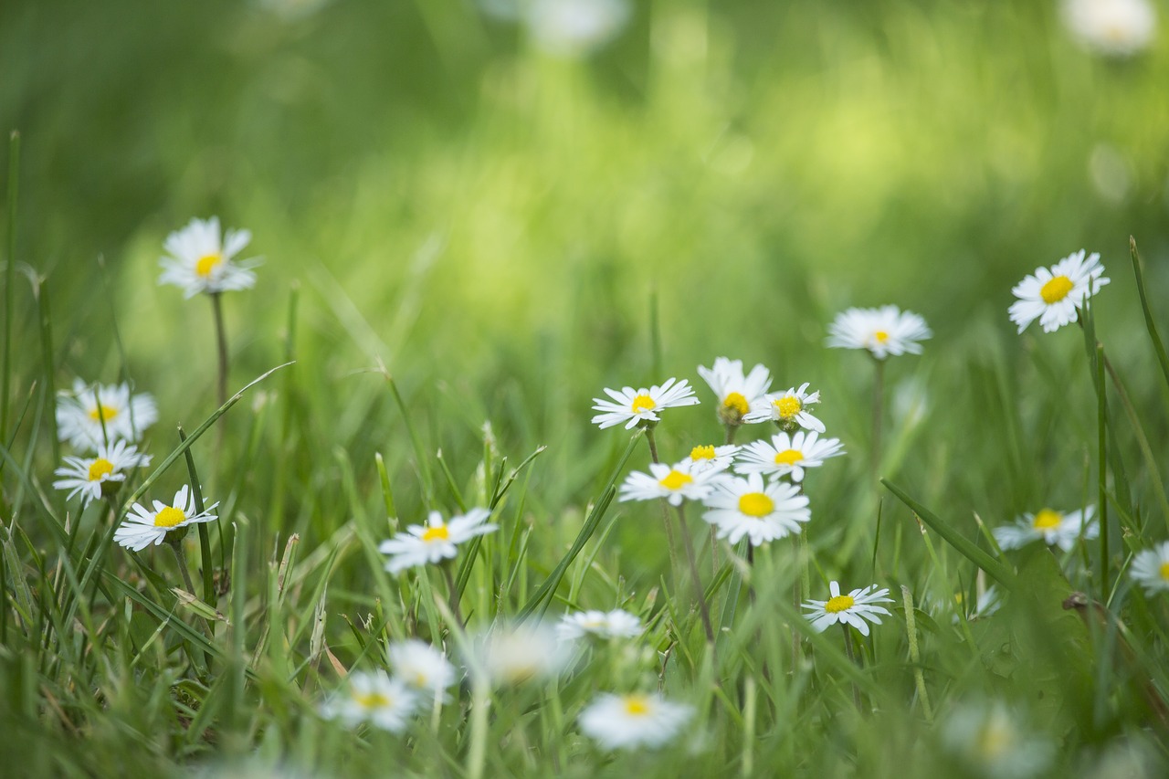 Saulutės,  Laukas,  Meadow,  Žalias,  Vasara,  Pavasaris,  Pievos,  Gėlės,  Žolė,  Pobūdį