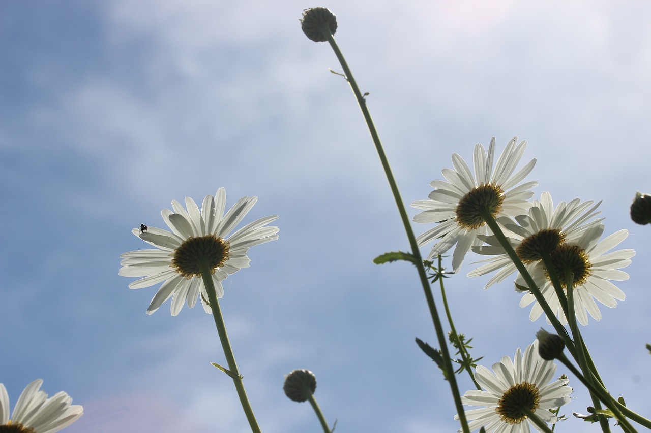 Rozės, Balta, Marguerite, Leucanthemum, Kompozitai, Asteraceae, Gėlė, Pavasaris, Vasara, Žiedas