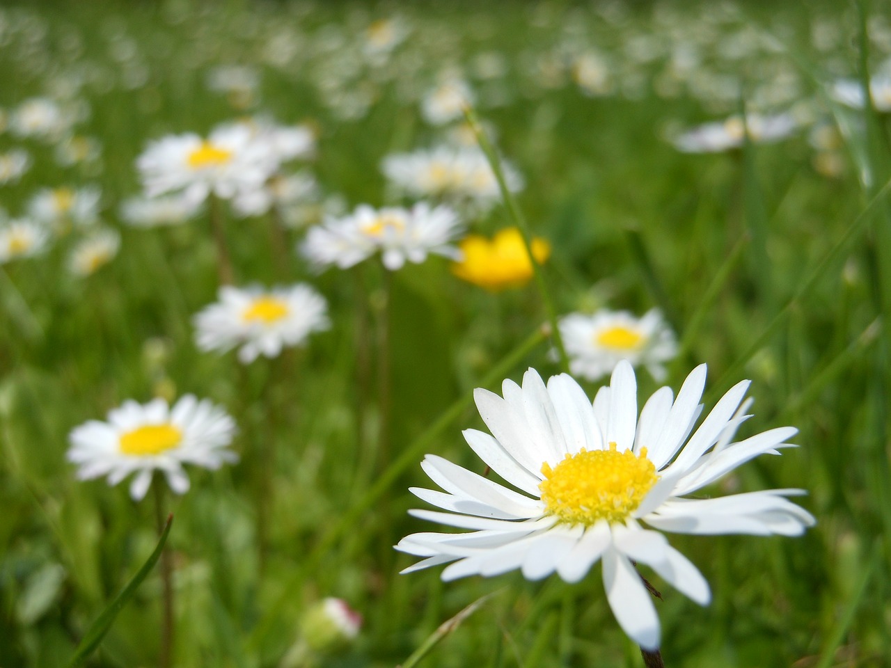 Rozės, Daisy, Gėlė, Makro, Balta, Pavasaris, Žalias, Veja, Nemokamos Nuotraukos,  Nemokama Licenzija