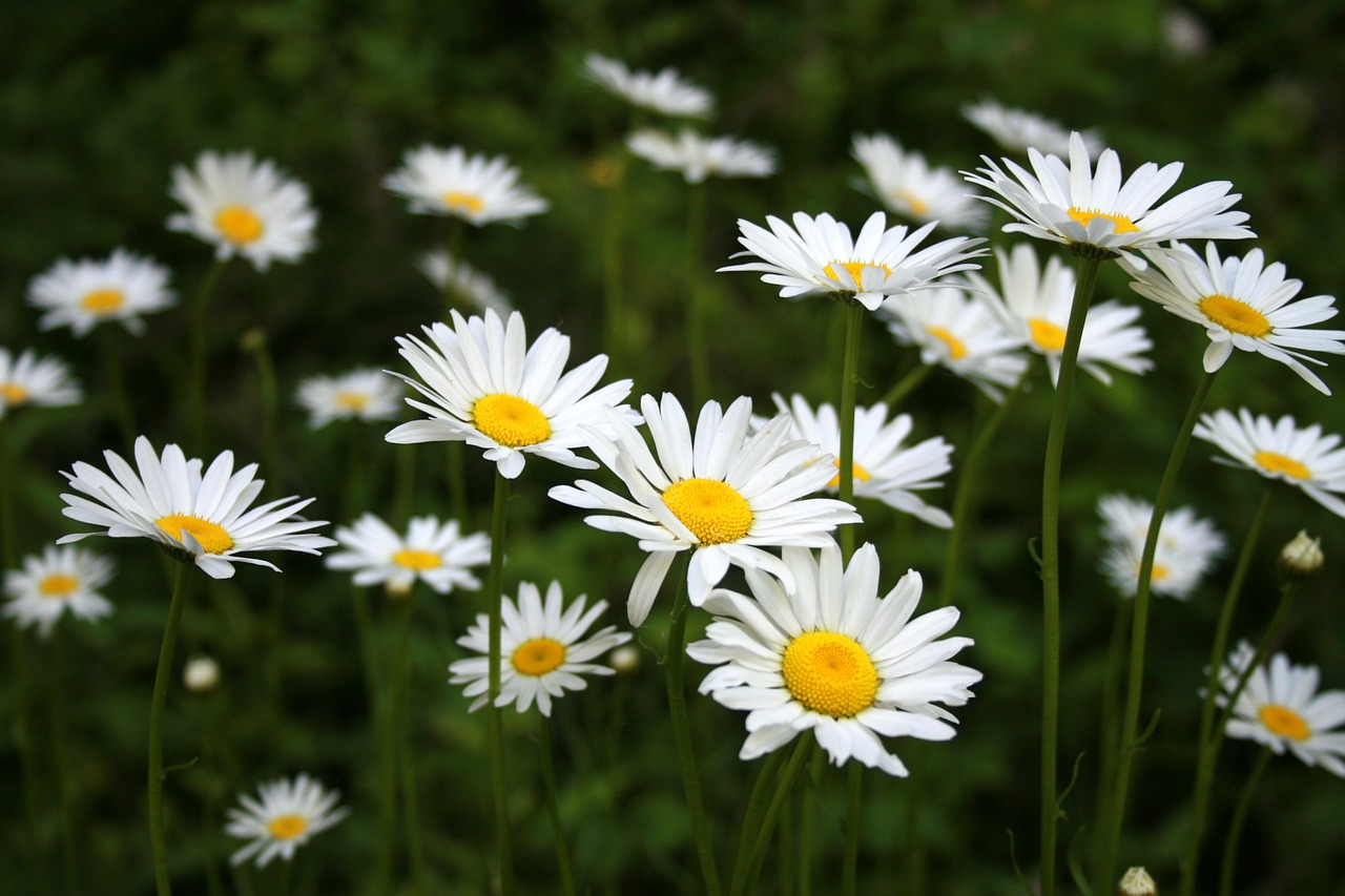 Rozės, Gamta, Parkas, Vasara, Gėlių, Gėlė, Daisy, Augalas, Flora, Nemokamos Nuotraukos