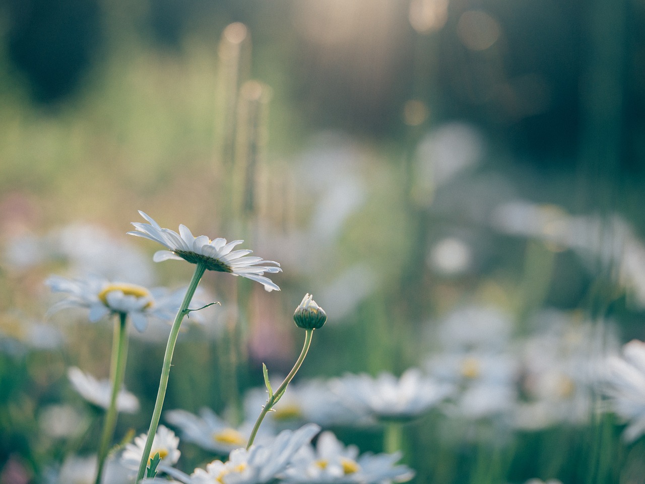 Rozės,  Daisy,  Gerberas,  Gamta,  Laukiniai,  Dykuma,  Gėlių,  Žalias,  Pavasaris,  Romantiškas