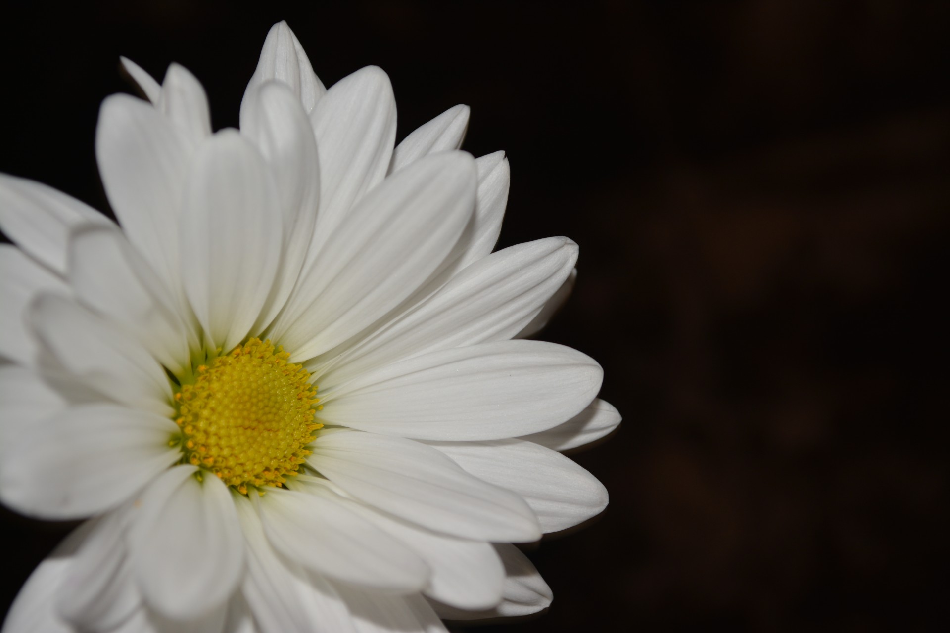 Gėlė,  Flora,  Gėlių,  Augalas,  Gamta,  Daisy,  Ramunės Žydi Gėlės Makro, Nemokamos Nuotraukos,  Nemokama Licenzija