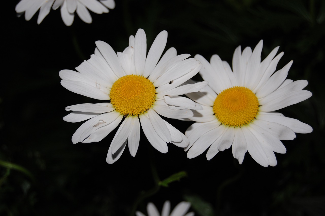 Daisy, Balta Gėlė, Pavasaris, Balta, Gėlė, Augalas, Žiedas, Gėlių Fonas, Nemokamos Nuotraukos,  Nemokama Licenzija