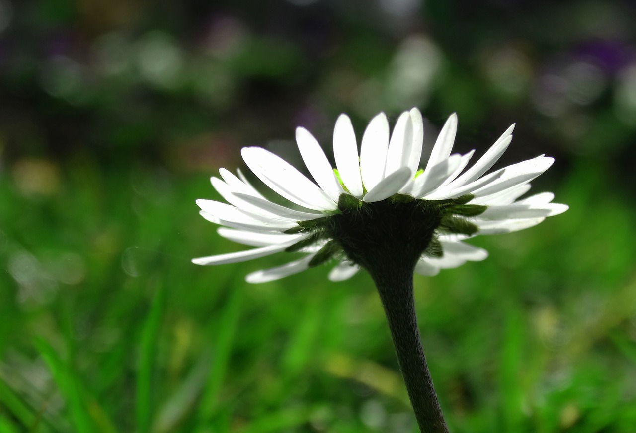 Daisy, Žiedas, Žydėti, Makro, Pavasaris, Balta, Aštraus Gėlė, Žydėti, Mažas, Gražus