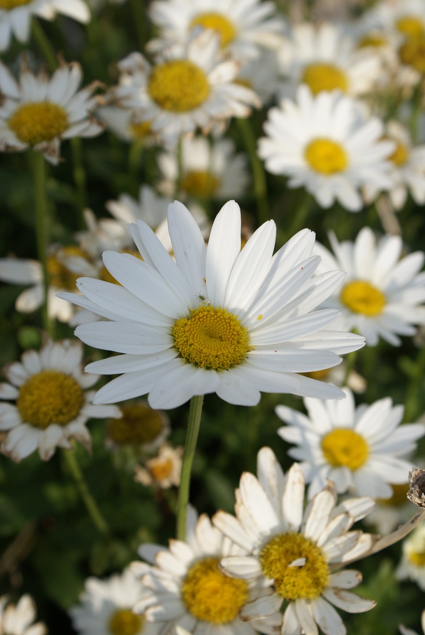 Daisy, Gėlė, Gamta, Nemokamos Nuotraukos,  Nemokama Licenzija