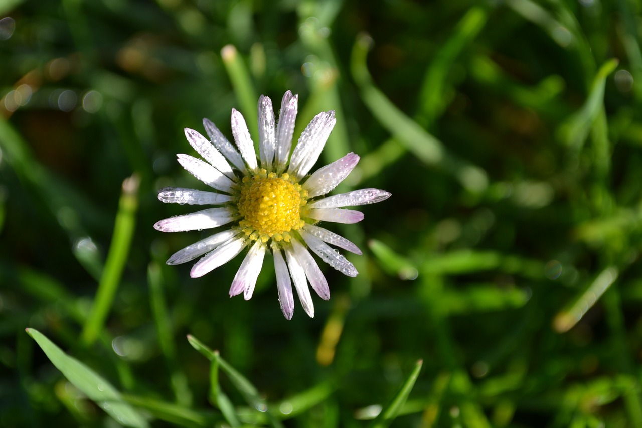 Daisy, Gėlės, Balta, Žolė, Ruduo, Gamta, Baltos Gėlės, Sodas, Nemokamos Nuotraukos,  Nemokama Licenzija