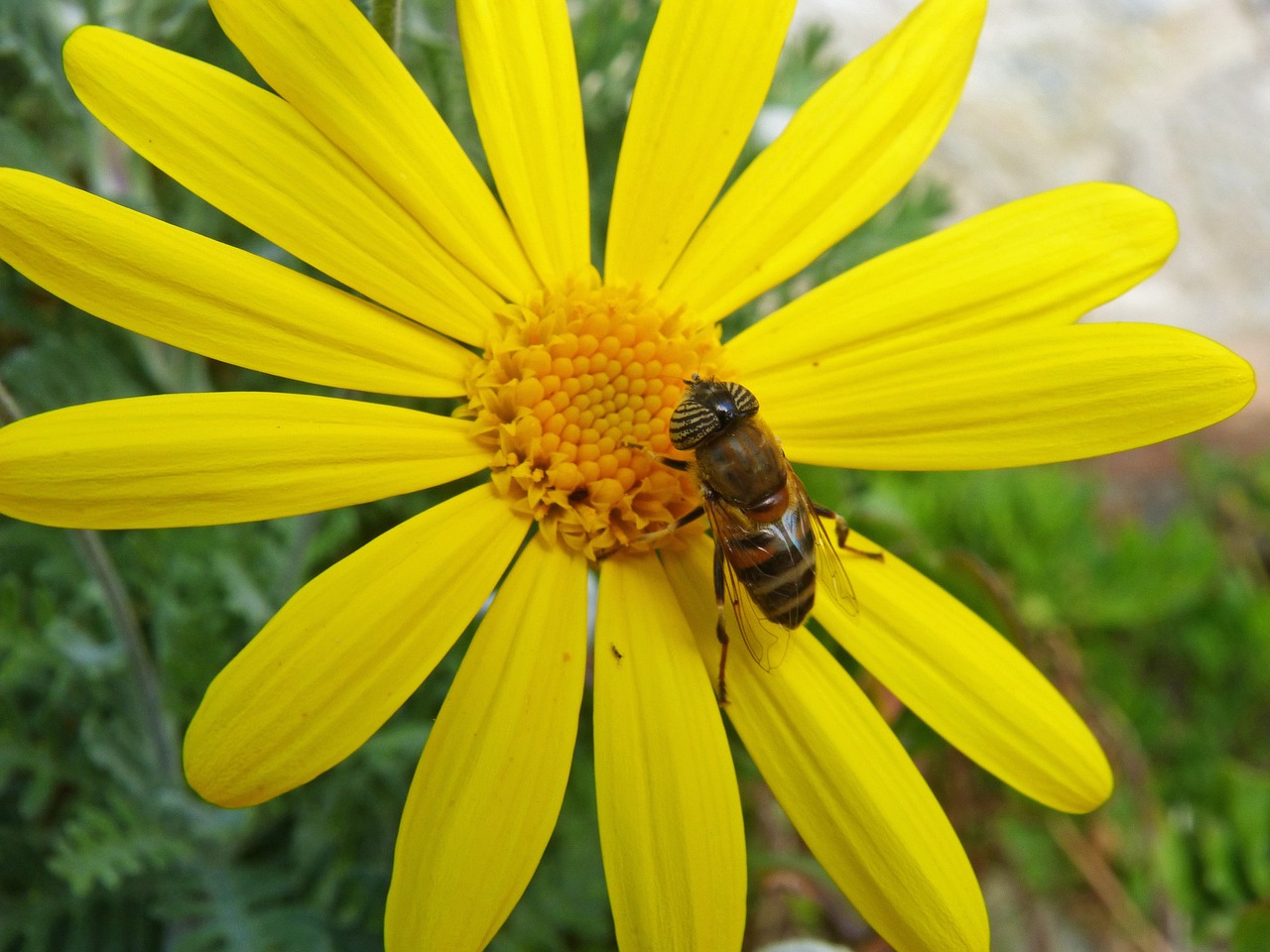 Daisy, Bičių, Išsamiai, Gėlė, Geltona Gėlė, Nemokamos Nuotraukos,  Nemokama Licenzija