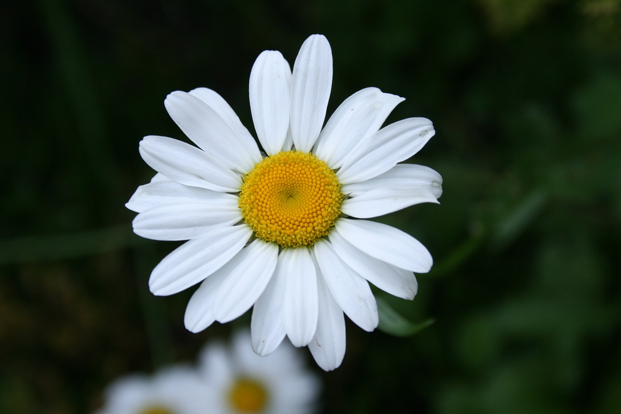 Daisy, Gėlė, Pievos Gėlė, Gamta, Balta, Vasaros Gėlės, Nemokamos Nuotraukos,  Nemokama Licenzija