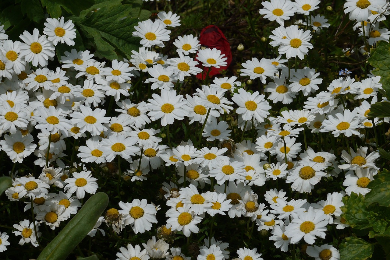 Daisy, Gėlės, Balta, Pavasaris, Gamta, Gėlių, Žiedas, Vasara, Žydėti, Augalas