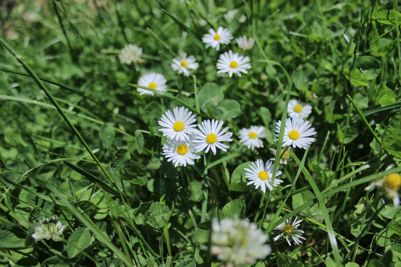 Daisy, Makro, Uždaryti, Balta, Geltona, Žalias, Pieva, Gamta, Gražus, Aštraus Gėlė