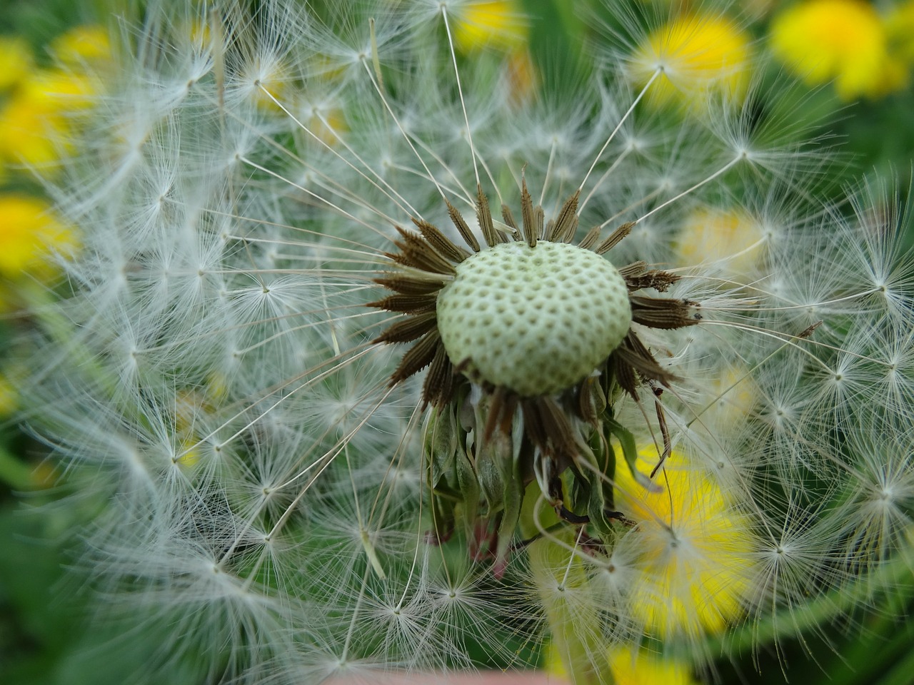 Daisy, Kiaulpienė, Vasara, Gėlė, Augalas, Pavasaris, Pieva, Nemokamos Nuotraukos,  Nemokama Licenzija