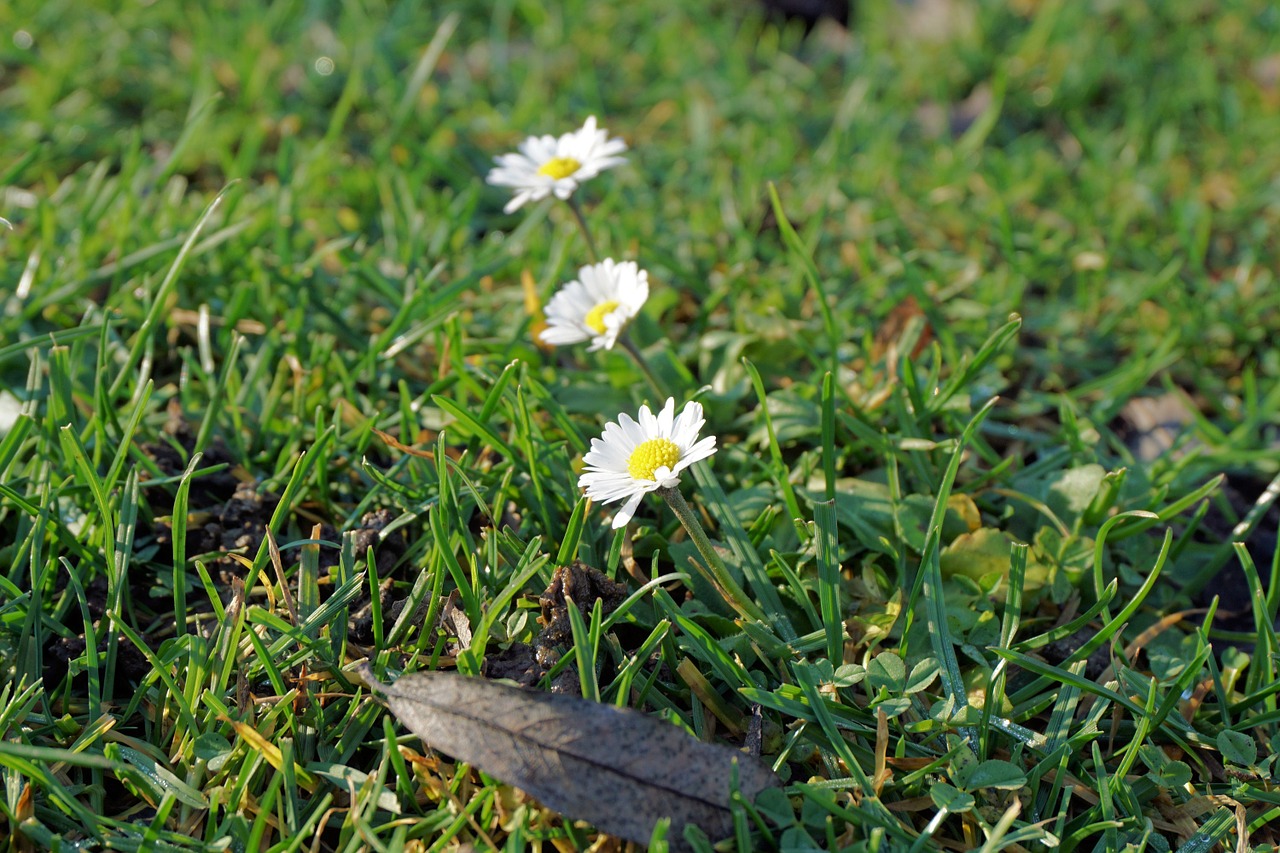 Daisy, Gėlė, Žiedas, Žydėti, Gamta, Uždaryti, Augalas, Balta, Žolė, Pavasaris