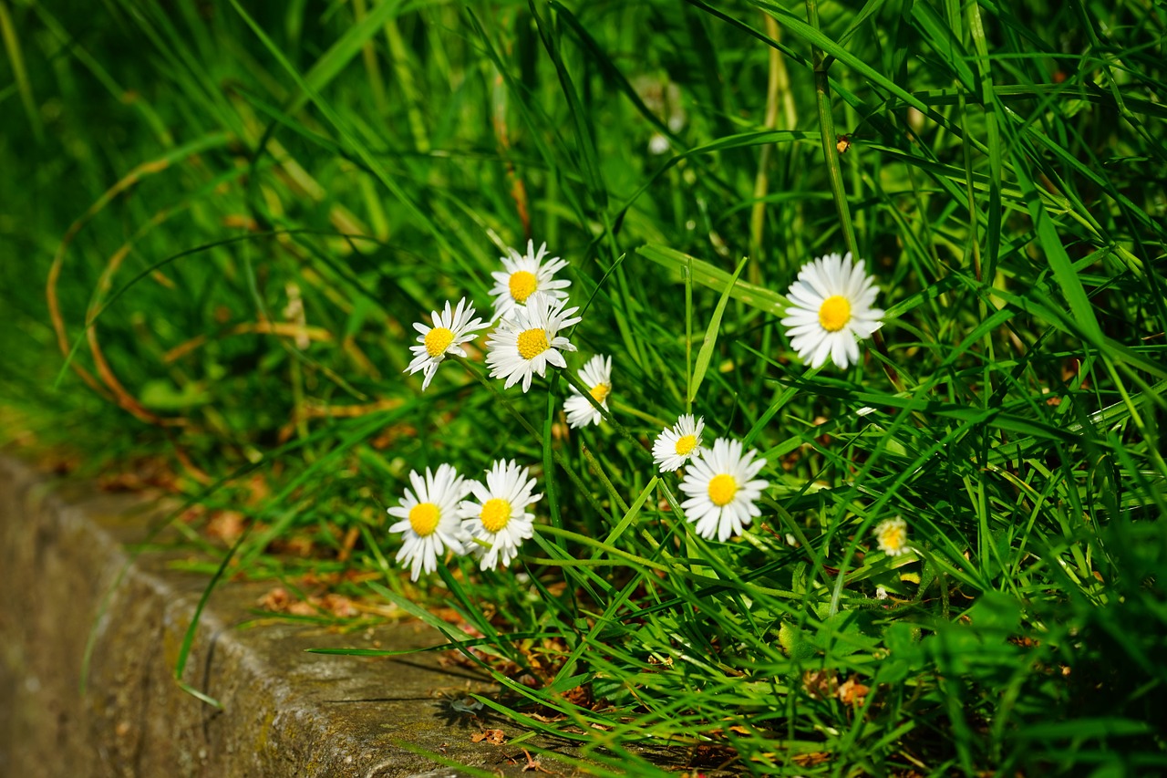 Daisy, Gėlės, Balta, Pavasaris, Laukinis Augalas, Gamta, Pieva, Žolė, Skubėti, Bellis Filosofija