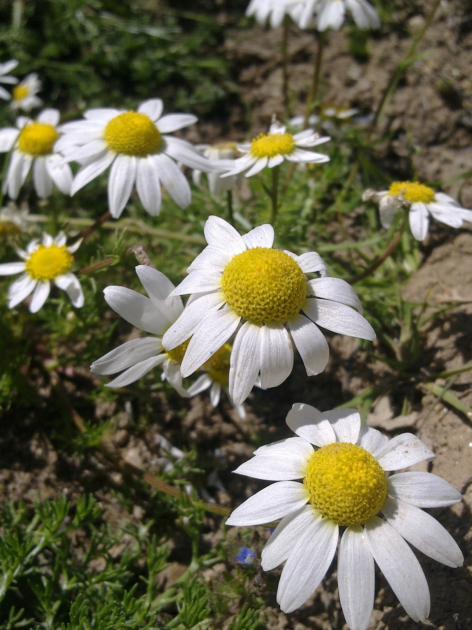 Daisy, Gėlė, Pavasaris, Nemokamos Nuotraukos,  Nemokama Licenzija