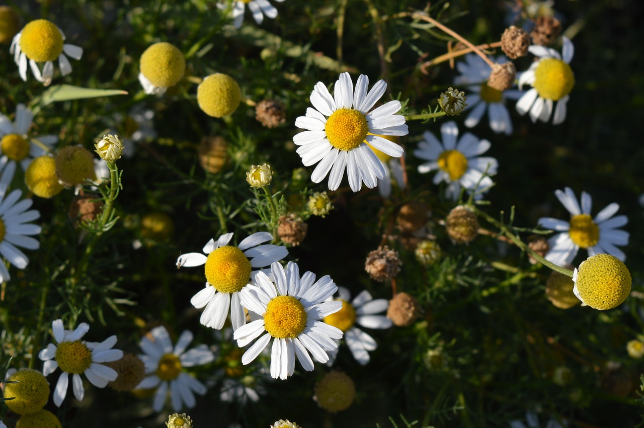 Daisy, Gėlė, Farmacinė Kumelė, Lauko Gėlės, Vasaros Gėlės, Gėlės, Baltos Gėlės, Iš Arti, Žiedlapis, Žydėti