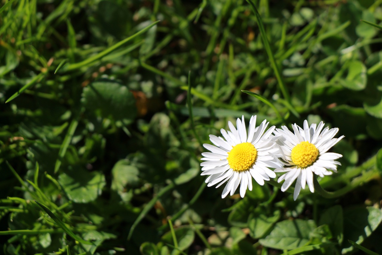 Daisy, Žolė, Žalias, Gėlė, Augalas, Nemokamos Nuotraukos,  Nemokama Licenzija