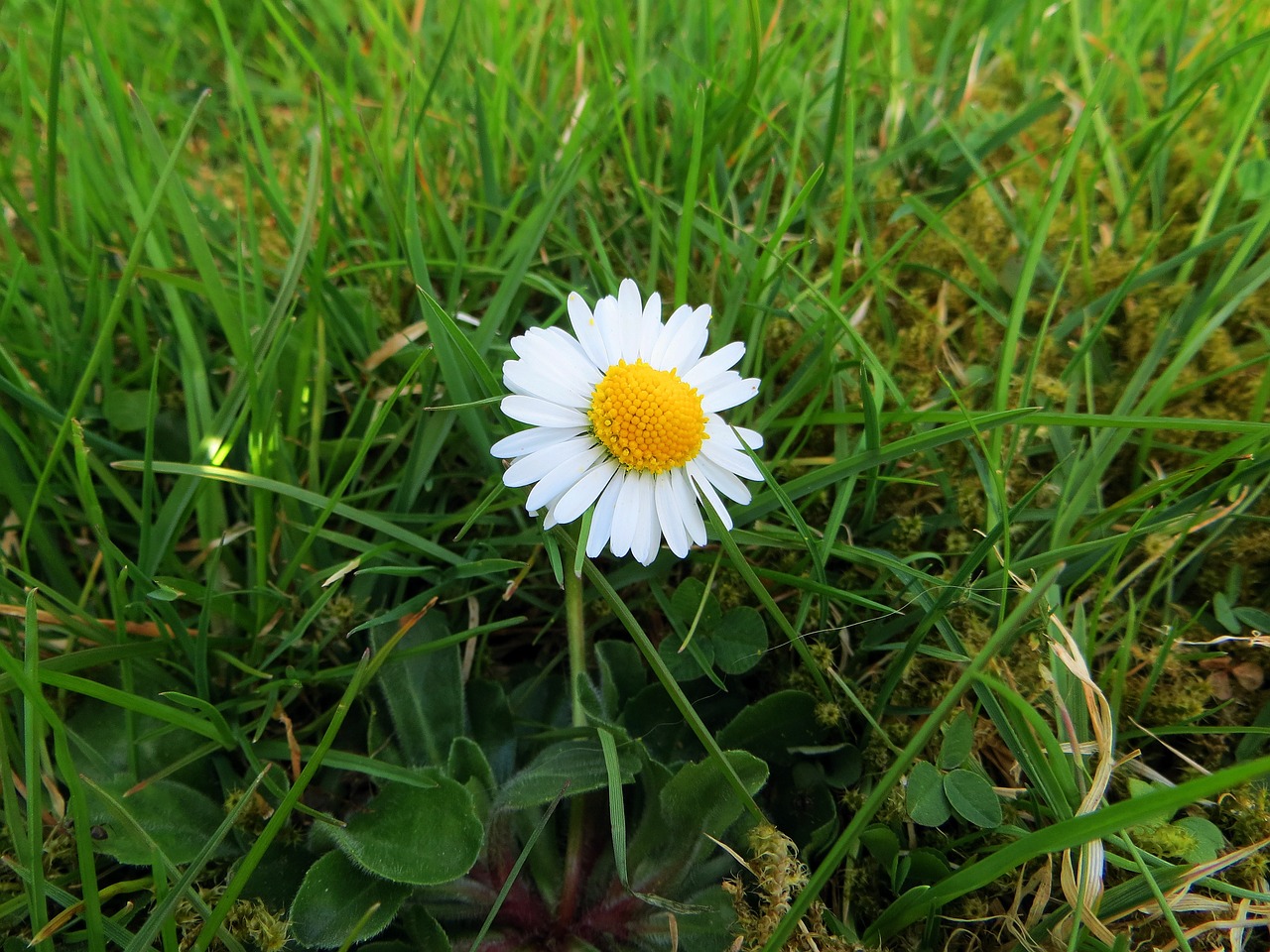 Daisy, Žiedas, Žydėti, Gėlė, Pavasaris, Sodas, Vejos Gėlė, Gamta, Augalas, Žolė