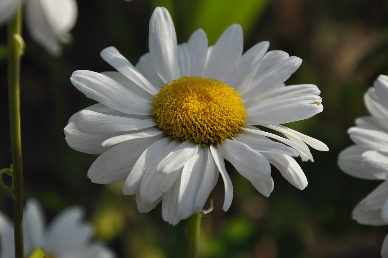 Daisy, Vasara, Gėlės, Gamta, Sodas, Nemokamos Nuotraukos,  Nemokama Licenzija