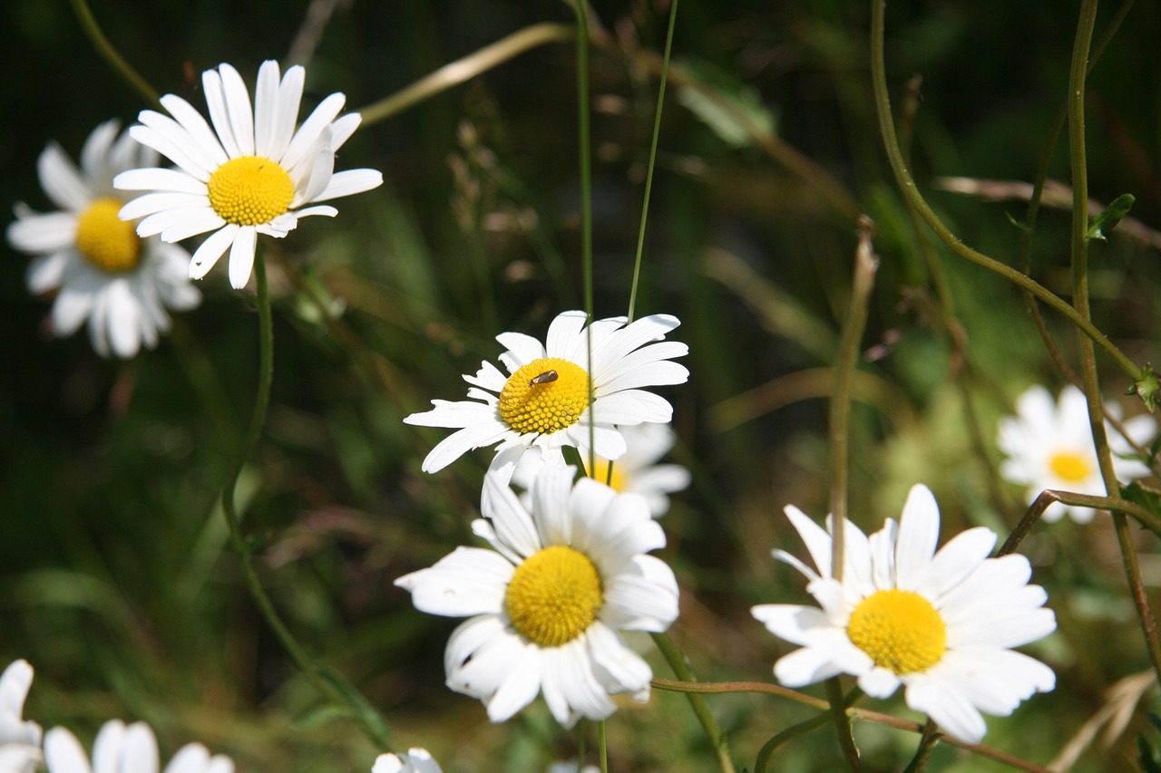 Daisy, Žąsų Gėlė, Gėlė, Nemokamos Nuotraukos,  Nemokama Licenzija