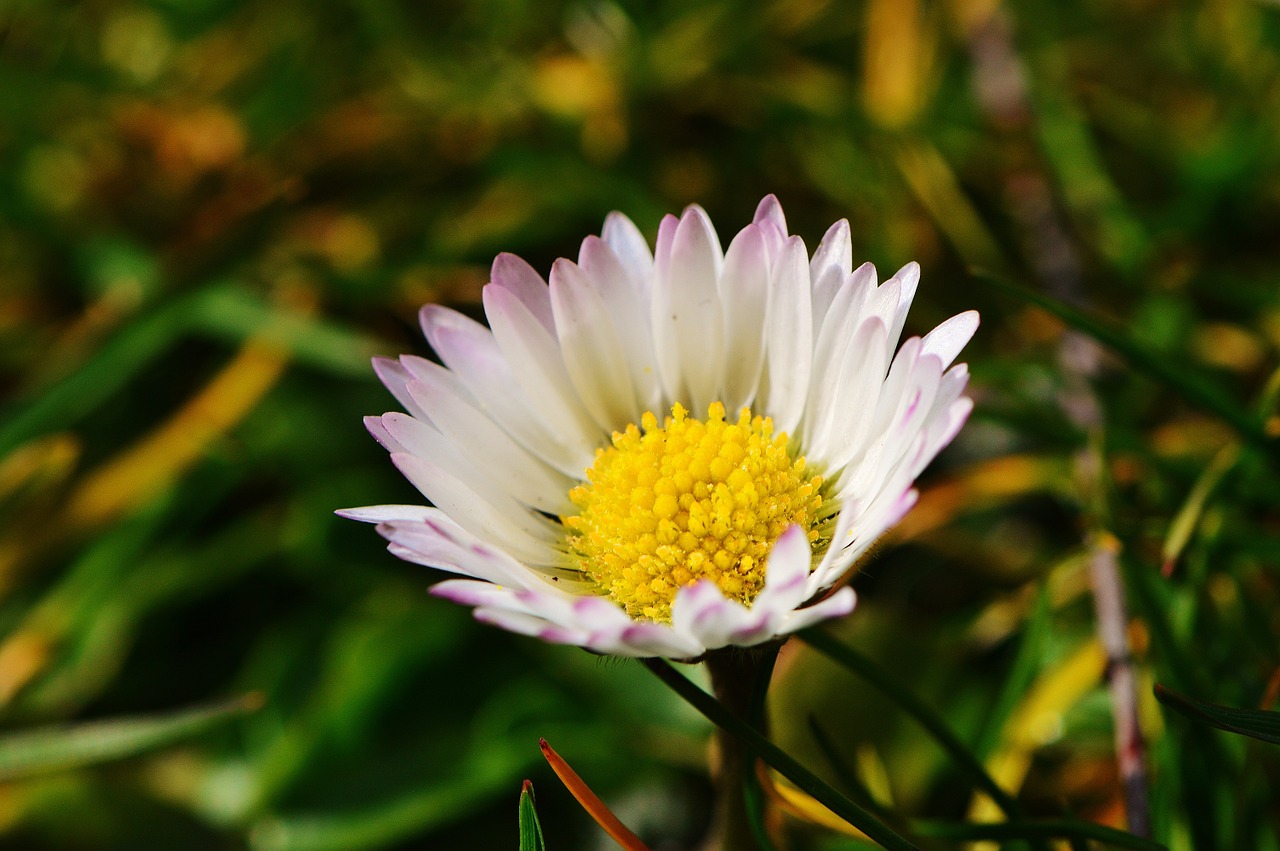 Daisy, Gėlė, Pieva, Aštraus Gėlė, Pavasaris, Vasara, Nemokamos Nuotraukos,  Nemokama Licenzija