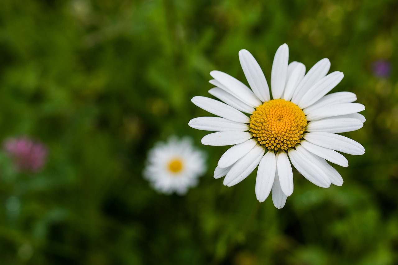 Daisy, Gėlė, Balta, Vasara, Ramunė, Baltos Gėlės, Geltona Viduryje, Iš Arti, Nemokamos Nuotraukos,  Nemokama Licenzija