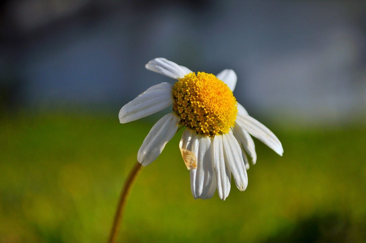 Daisy, Gėlė, Gamta, Artefaktas, Žalias, Geltona, Pieva, Geltona Gėlė, Pavasaris, Gėlės