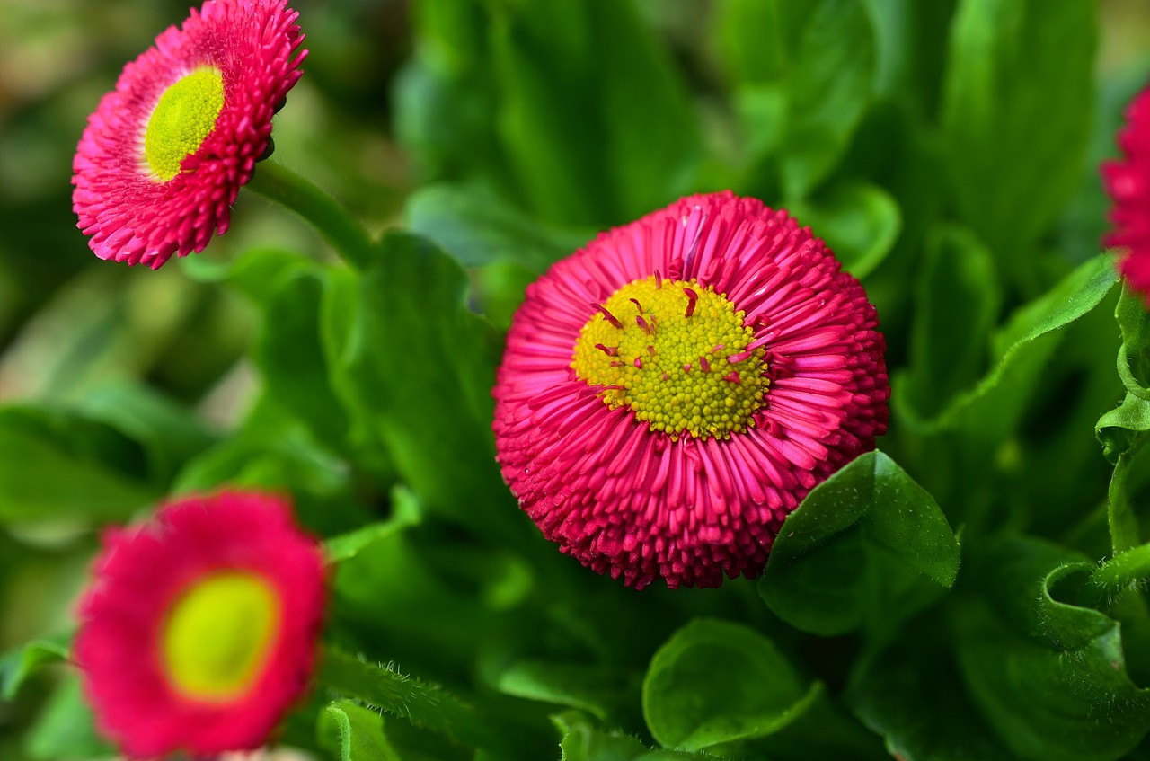 Daisy, Raudona Ramunė, Gėlė, Spalvinga, Makro, Spalva, Kompozitai, Žiedas, Žydėti, Pavasaris