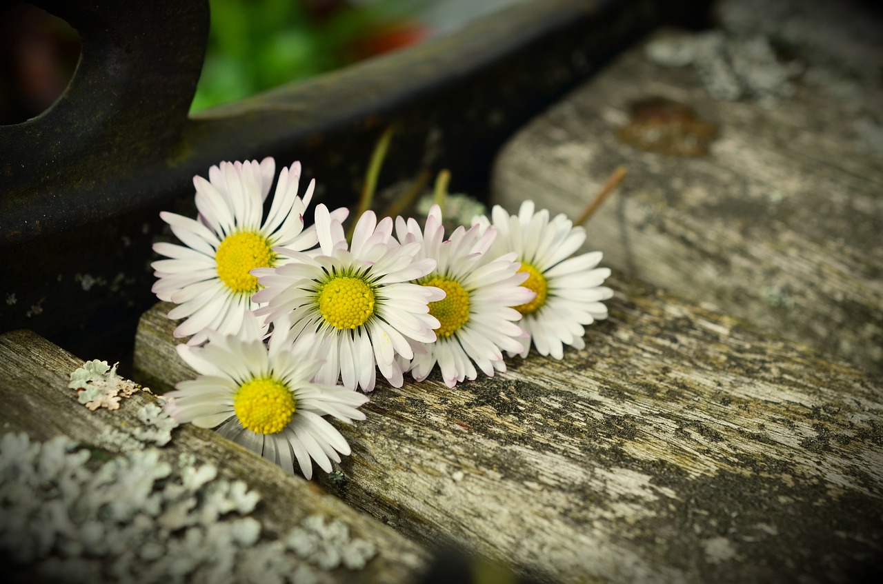 Daisy, Bankas, Ištemptas, Gėlės, Mediena, Senoji Mediena, Romantiškas, Nemokamos Nuotraukos,  Nemokama Licenzija