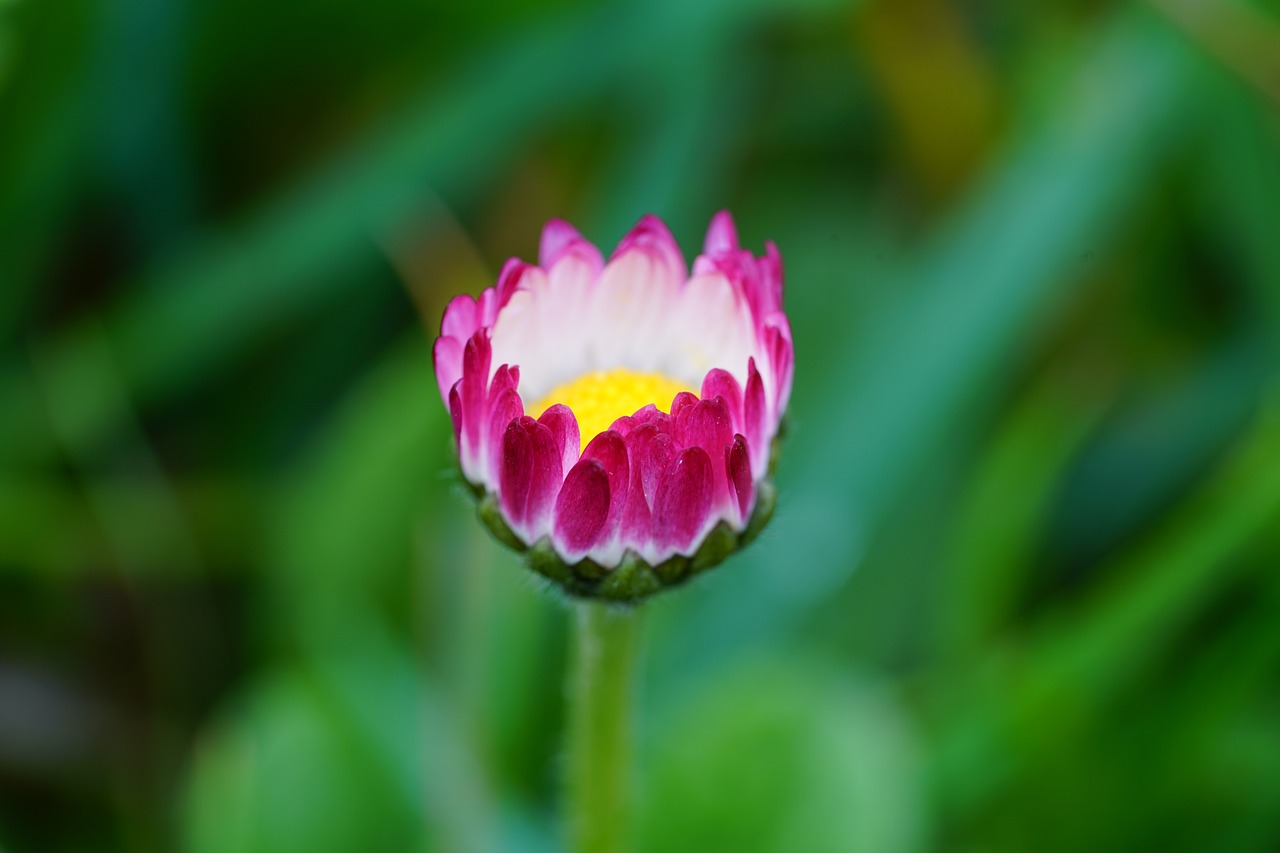 Daisy, Gėlė, Žiedas, Žydėti, Bellis Filosofija, Raudona, Rožinis, Švelnus, Daugiametė Daisy, Tausendschön