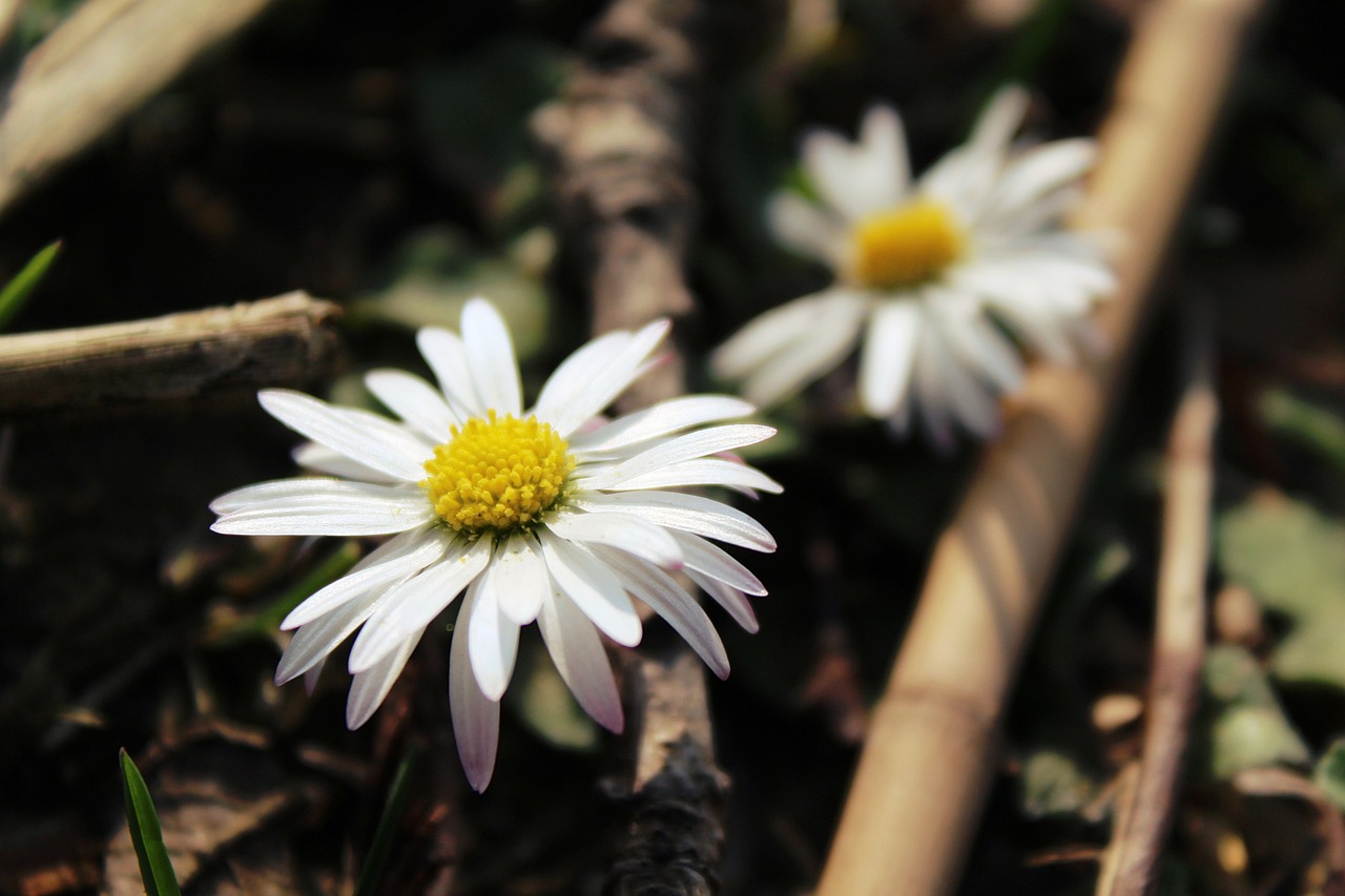 Daisy, Gėlės, Augalas, Uždaryti, Balta, Pavasaris, Gamta, Žąsų Gėlė, Sodas, Flora