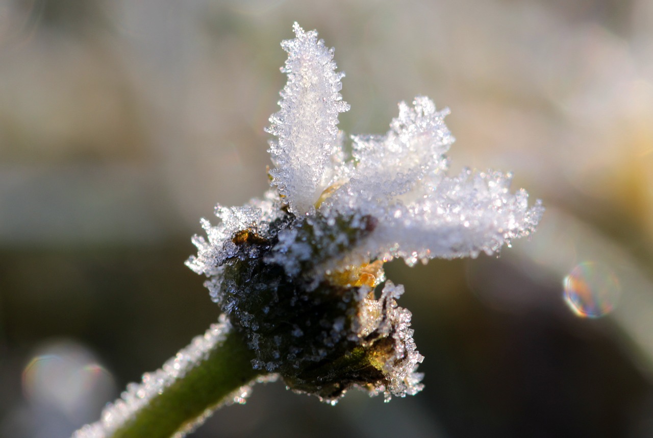 Daisy, Žąsų Gėlė, Sušaldyta, Šaltis, Eiskristalio, Pavasaris, Žiedas, Žydėti, Gėlė, Augalas