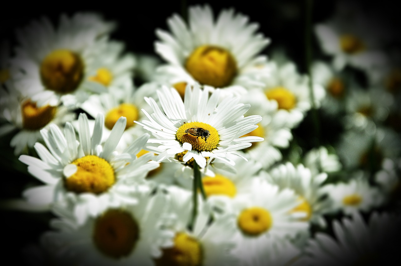Daisy, Vasara, Gėlės, Gėlė, Ramunė, Balta, Gamta, Iš Arti, Baltos Gėlės, Lauko Gėlės