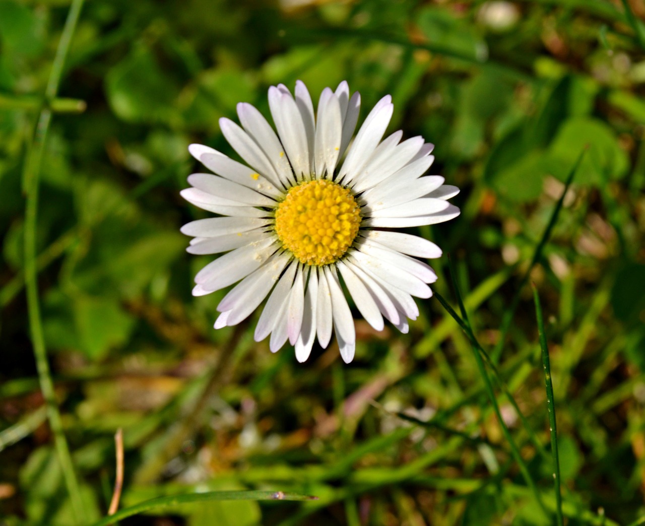 Daisy, Gėlės, Balta, Baltos Gėlės, Gamta, Pavasaris, Žalias, Žydėti, Iš Arti, Žiedlapiai