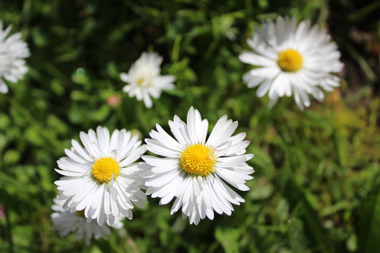 Daisy, Sodas, Gėlė, Žalias, Veja, Žolė, Balta, Geltona, Diena S, Nemokamos Nuotraukos