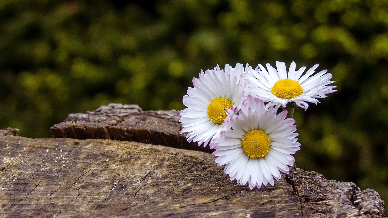 Daisy, Gėlės, Balta, Uždaryti, Augalas, Gamta, Žolė, Žąsų Gėlė, Aštraus Gėlė, Flora