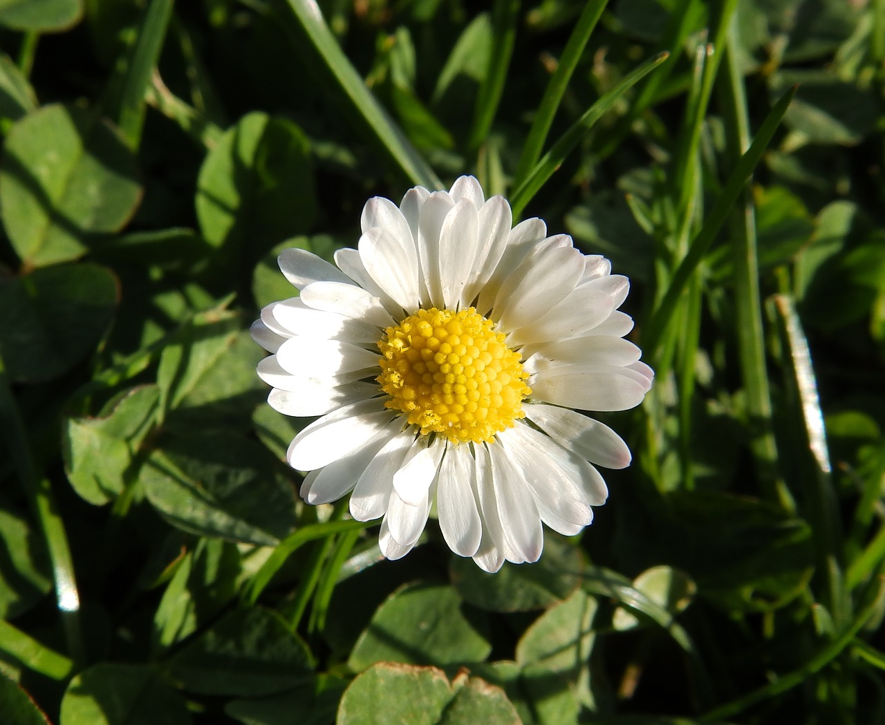 Daisy, Tausendschön, Kompozitai, Mažai Daisy, Žalias, Flora, Pavasaris, Pieva, M P, Žiedas