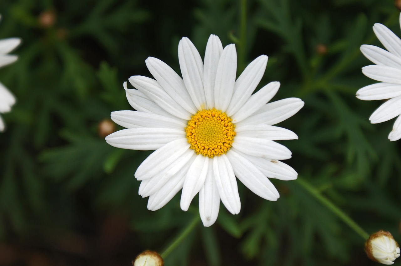 Daisy, Balta, Gėlė, Gamta, Vasara, Žalias, Pavasaris, Žolė, Pieva, Natūralus