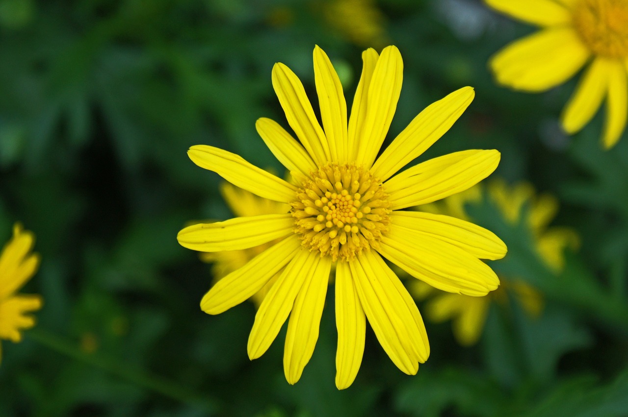 Daisy, Balta, Gėlė, Gamta, Vasara, Žalias, Pavasaris, Žolė, Pieva, Natūralus