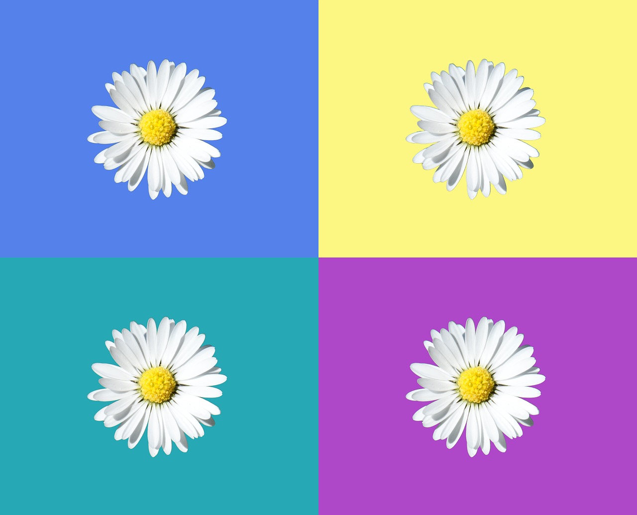 Daisy, Plytelės, Izoliuotas, Grafiškai, Grafika, Modelis, Išdėstymas, Vaizdo Dizainas, Spalvinga, Linksmas