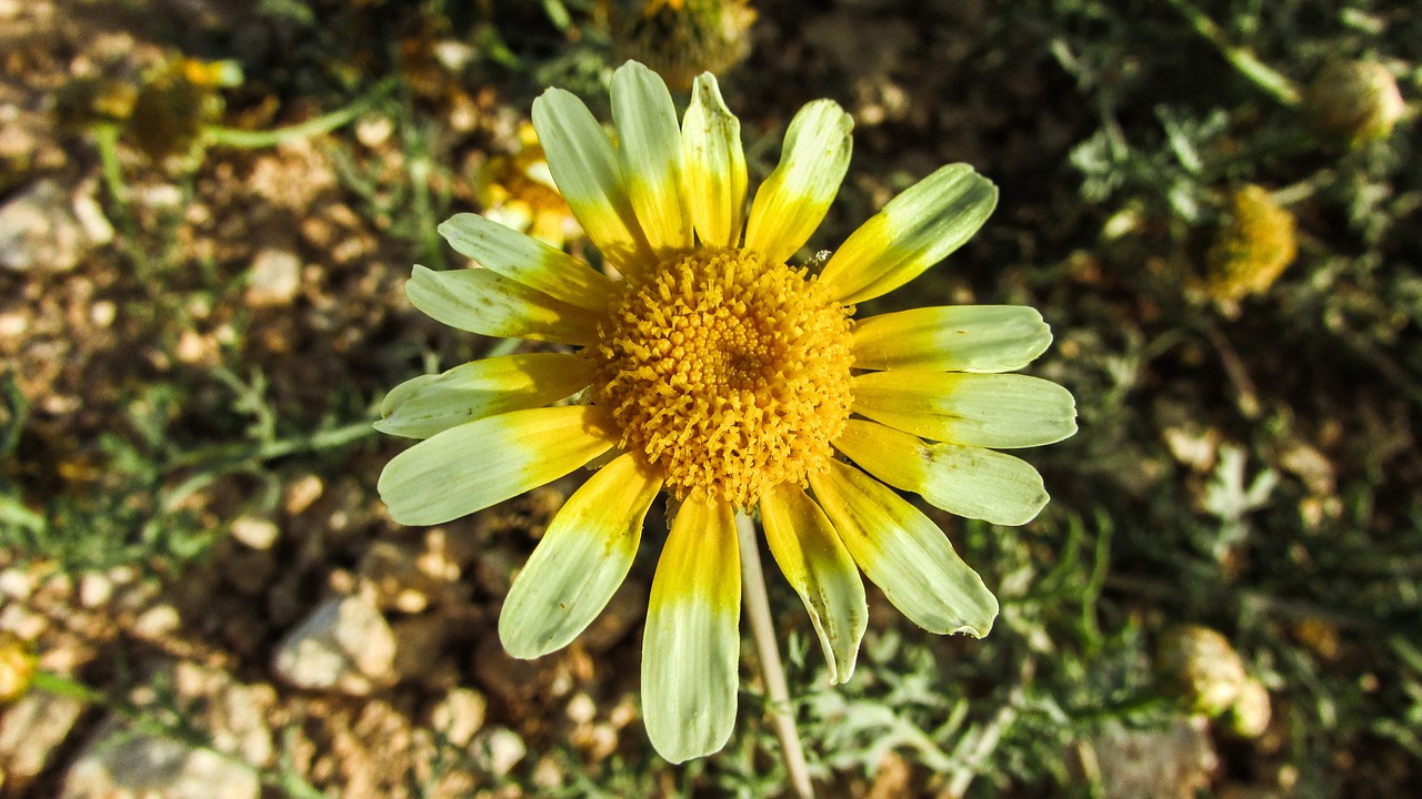 Daisy, Gėlė, Gamta, Pavasaris, Žiedas, Nemokamos Nuotraukos,  Nemokama Licenzija